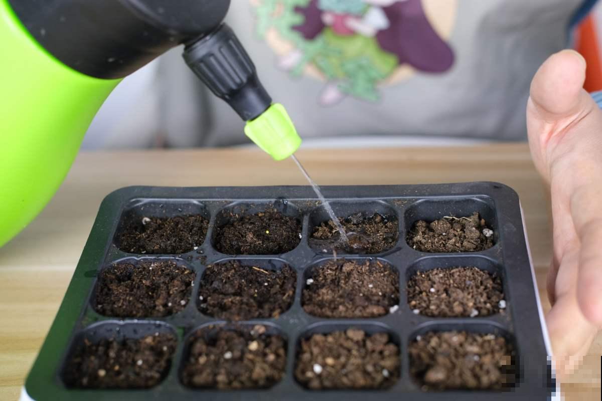 小苏打妙用多,用来养花效果好,植物蹭蹭长不停! 小苏打妙用多,用来养花效果好,植物蹭蹭长不停!