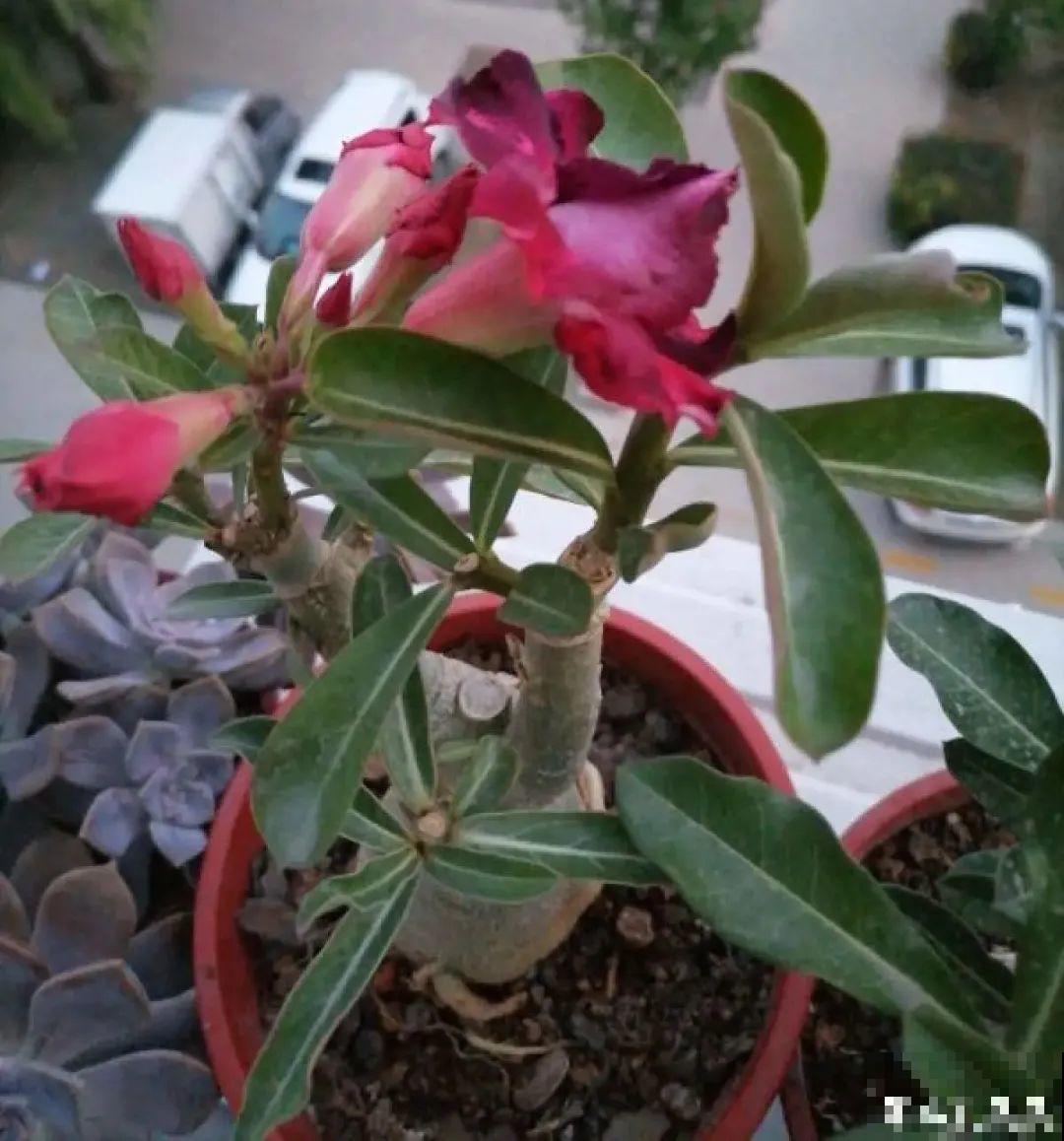 管住手！这几样事少做，花才能安稳过冬！