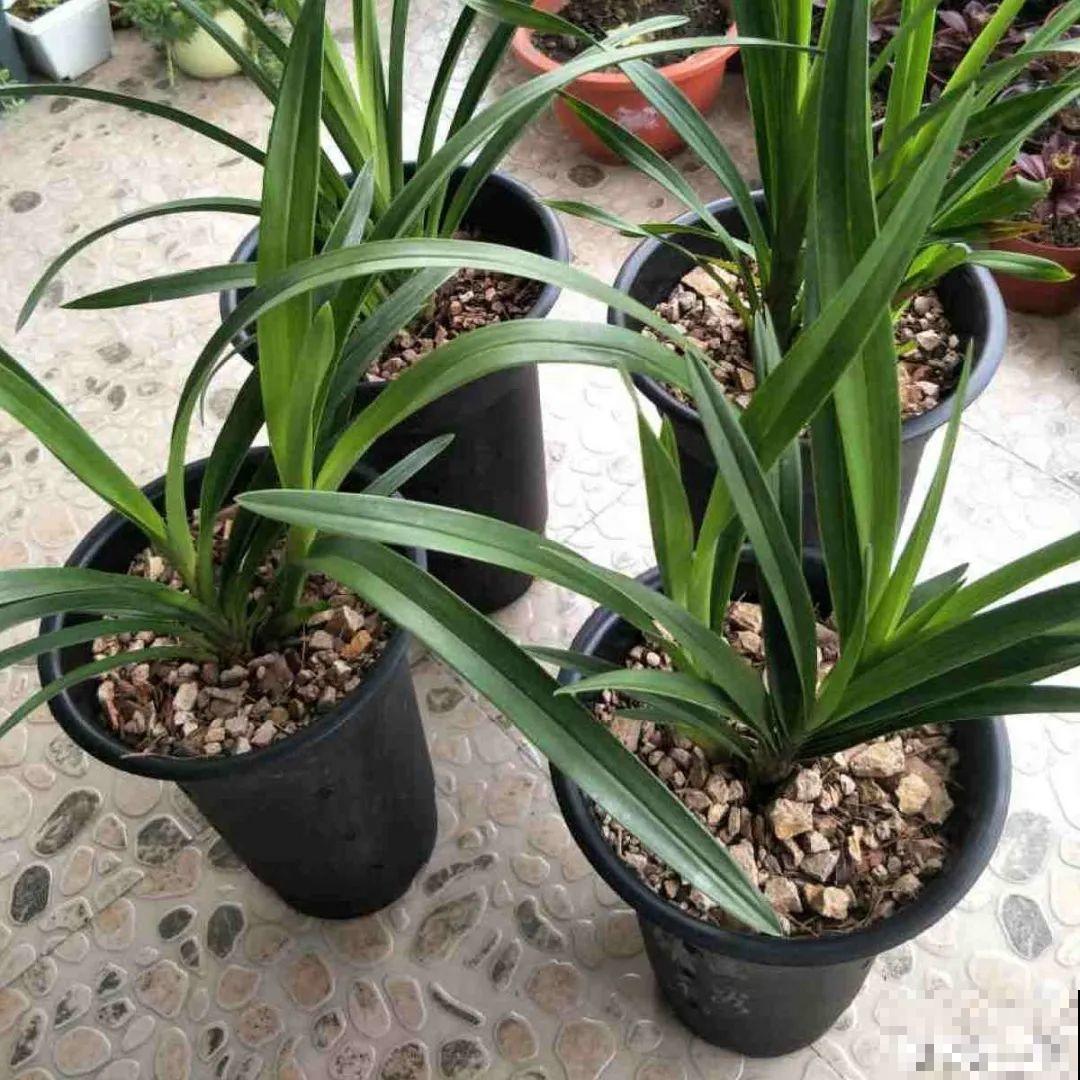 “过年花”开完，还能分10盆，每年都开花