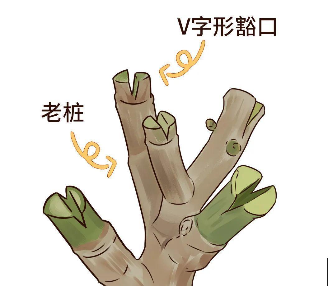 长寿花超全大养护，养爆盆的秘密，全在这里！