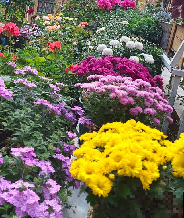 家里养盆千头菊，开花呼呼爆盆，一盆能开上百朵