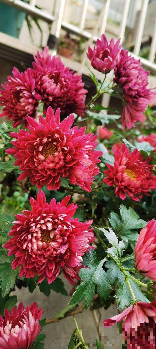 养花也讲究缘分，和花有缘的人，都有这5个特点