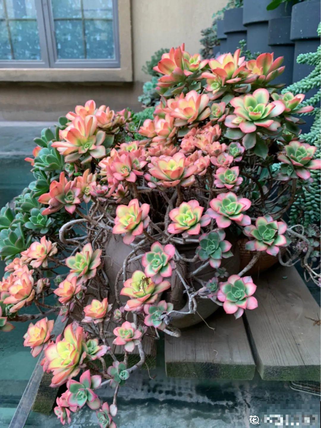 多肉老桩有多美，看着像是艺术品，造型超美