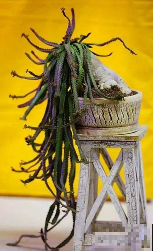 农村树上长出大萝卜?开出灯笼花,价格贵的出奇! 农村树上长出大萝卜?开出灯笼花,价格贵的出奇!