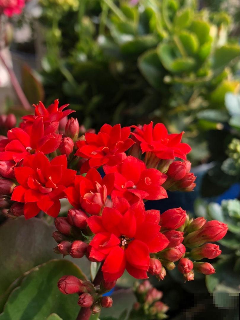 3种花不能让它们长太高，光长个子，就很难开花了