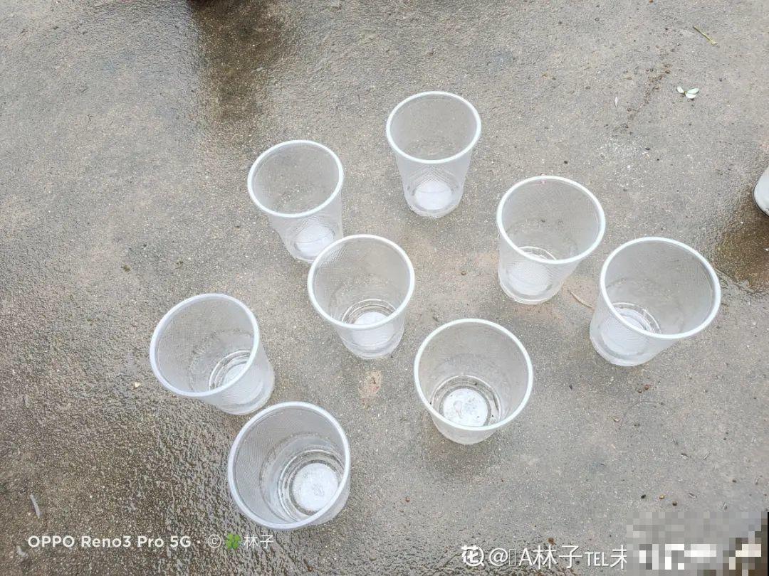 月季12个月计划表，按照这个养，大花墙不是梦！