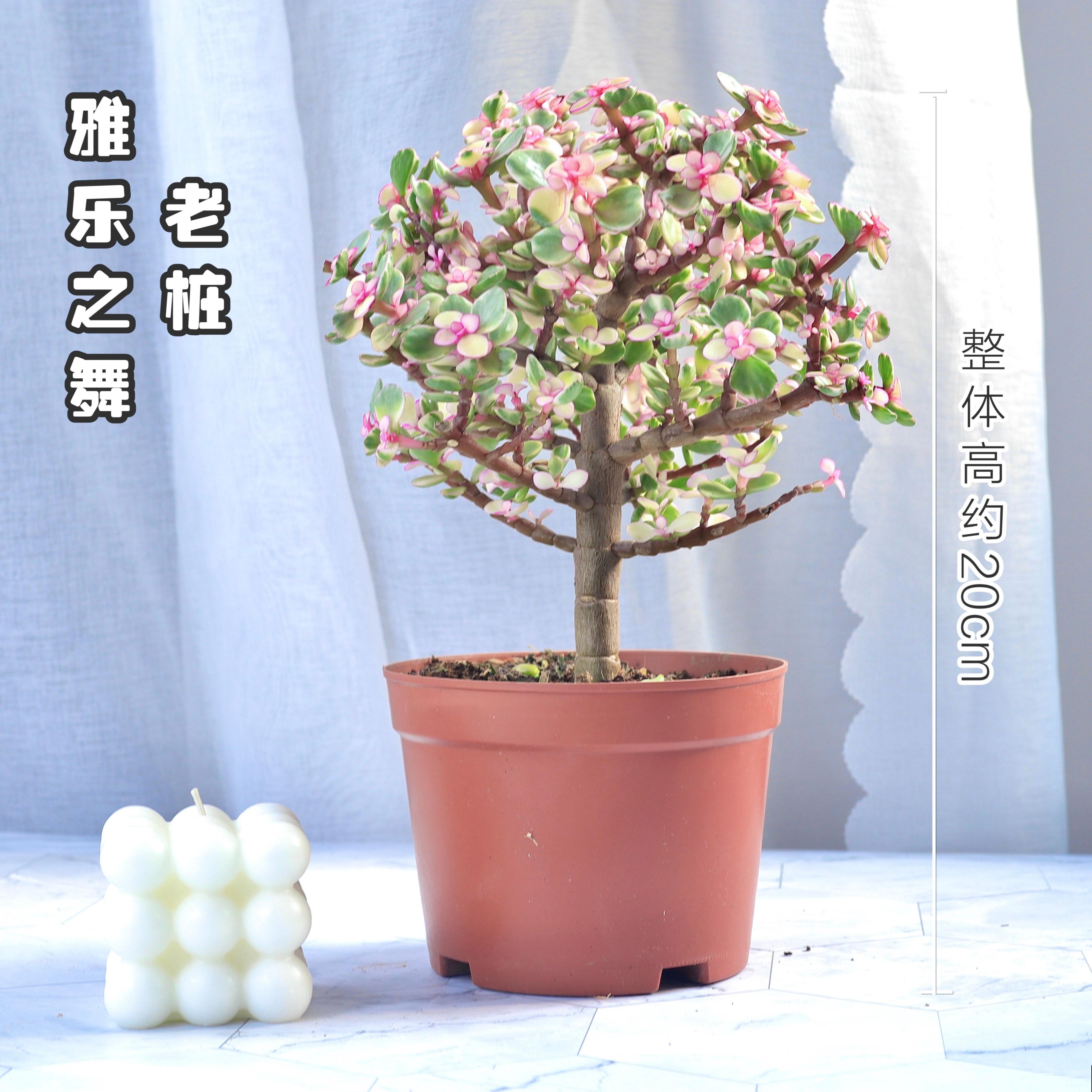 4种花特能生，只要养一盆，一年能扦插十几盆，赚了！