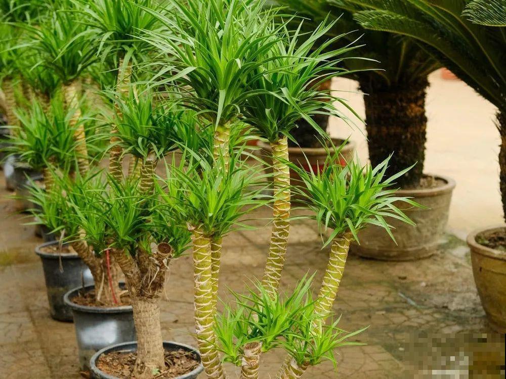 门口种了富贵竹，长到3米高，路过的都站着看！