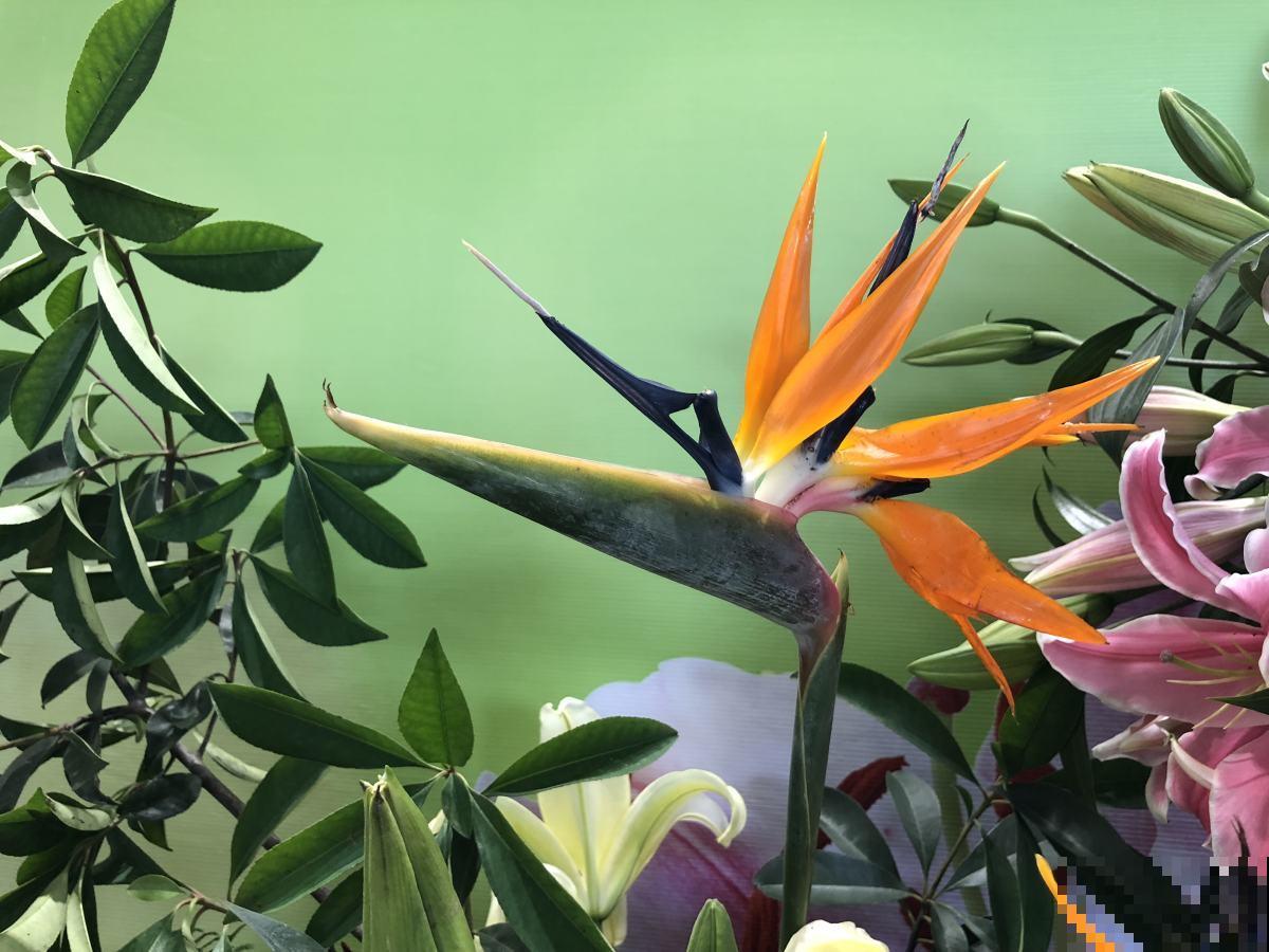 这种花开花似“仙鹤”，掌握养护要点，盆盆仙气十足！