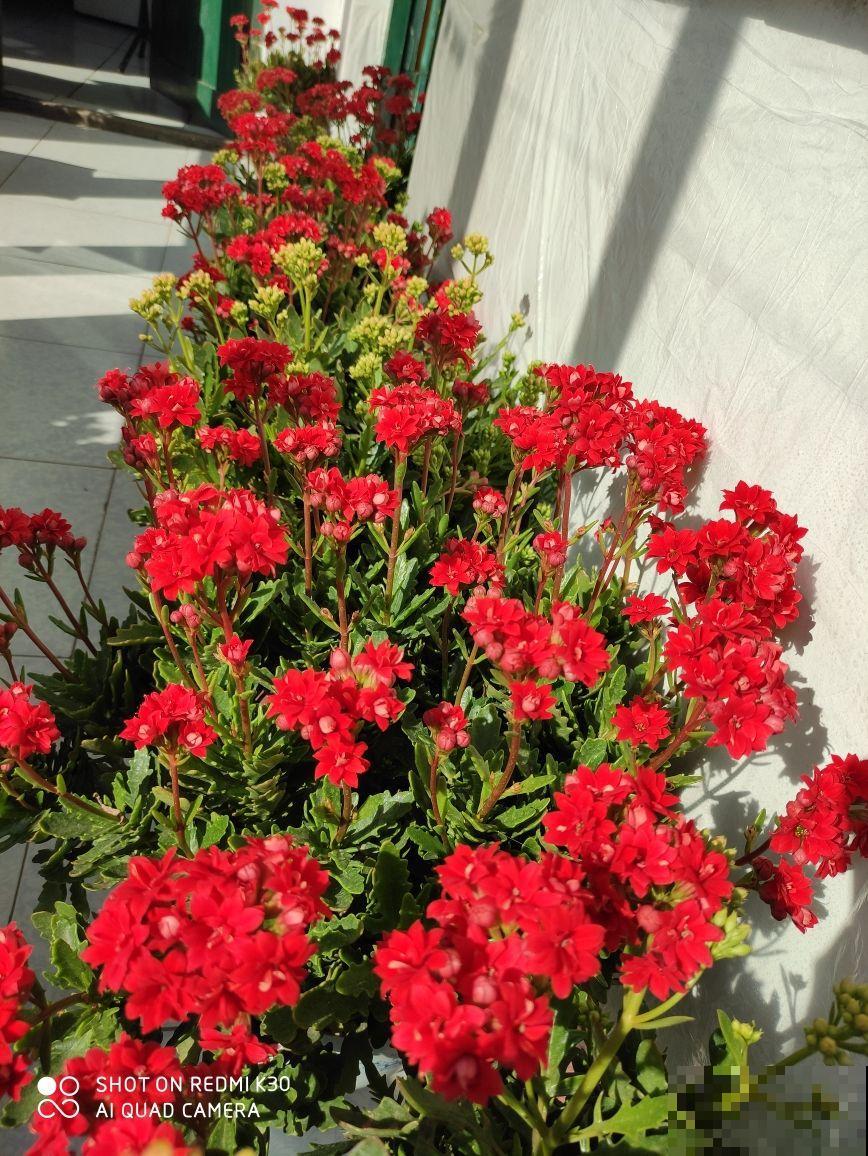 初春养花要沉住气，不能太心急，不然花容易死翘翘