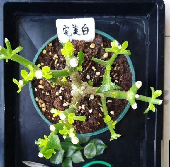 2月养花下狠手，剃光头、撸光叶，越狠越开花！