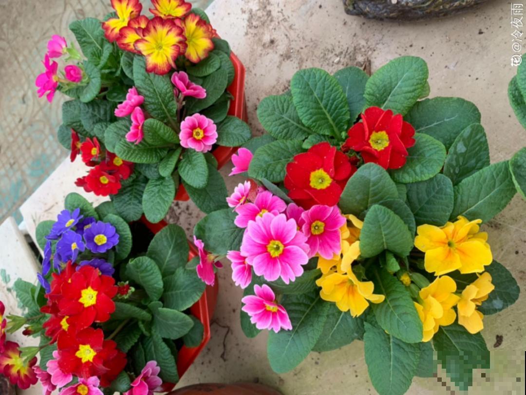 比绿萝好看的8种花，养护起来特简单，颜色还鲜艳