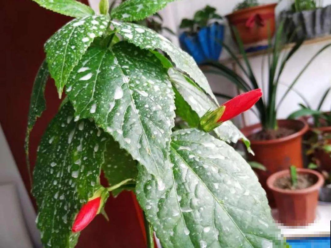 惊蛰之后，小虫乱飞，教你16种杀虫方法