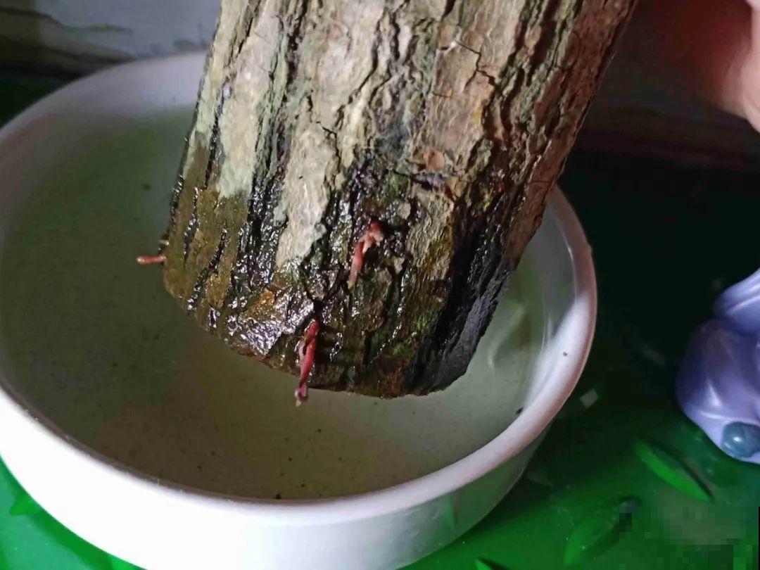 网上买的小木桩，泡水半个月，臭了还没长芽！