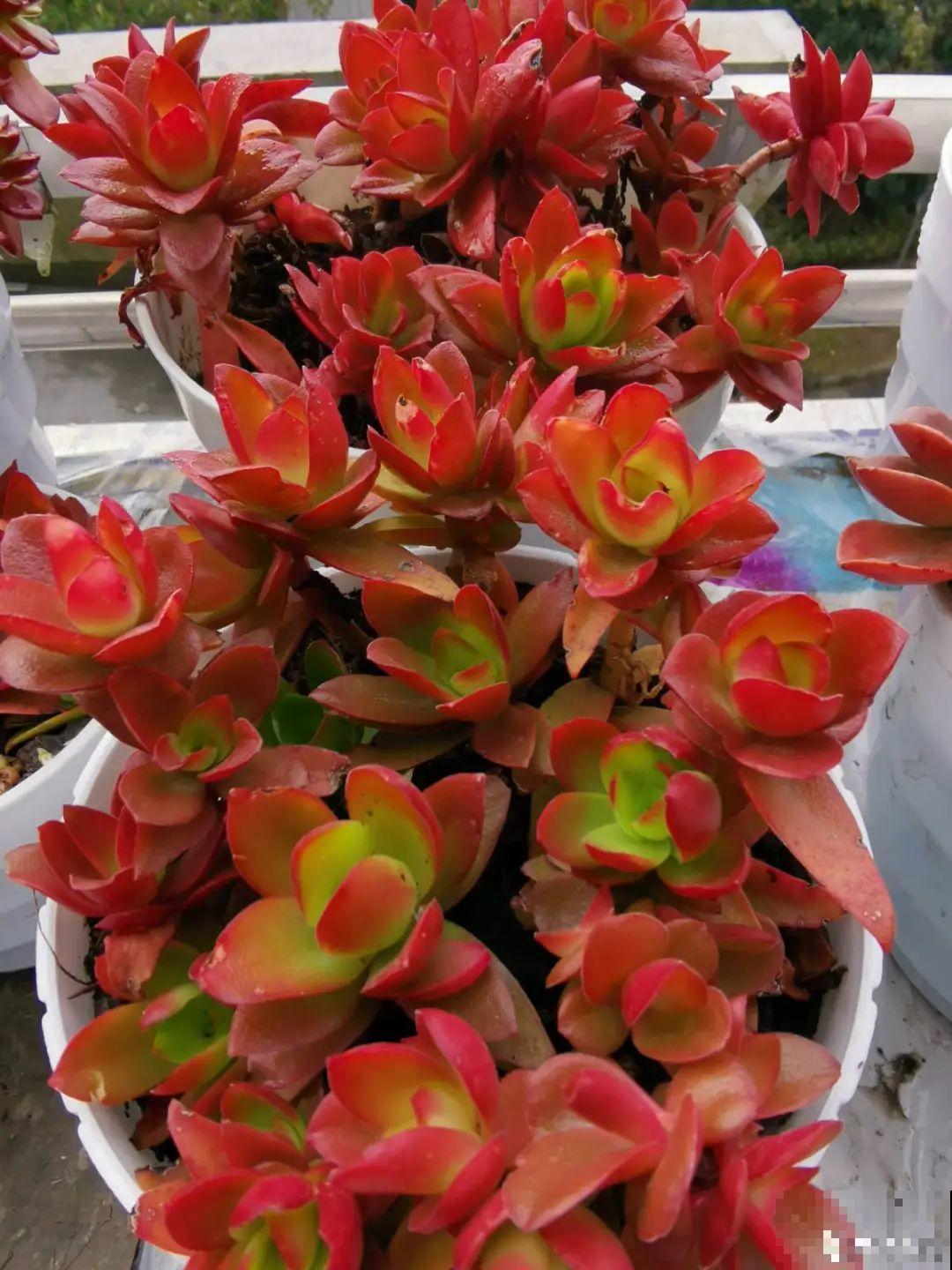 快过年了，肉崽子们都红火起来，陪我一起过节！