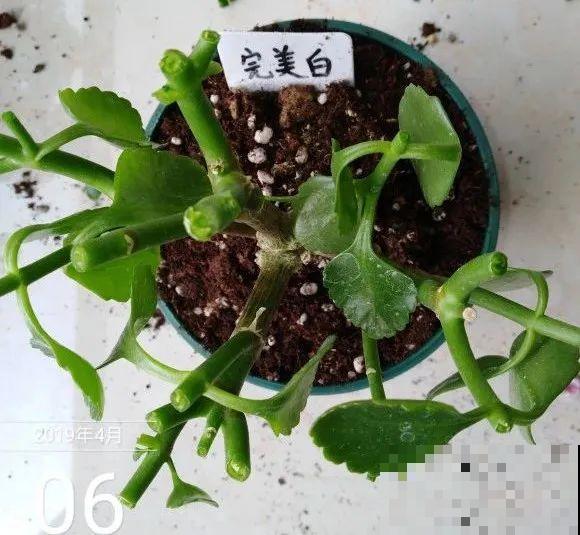 长寿花超全大养护，养爆盆的秘密，全在这里！