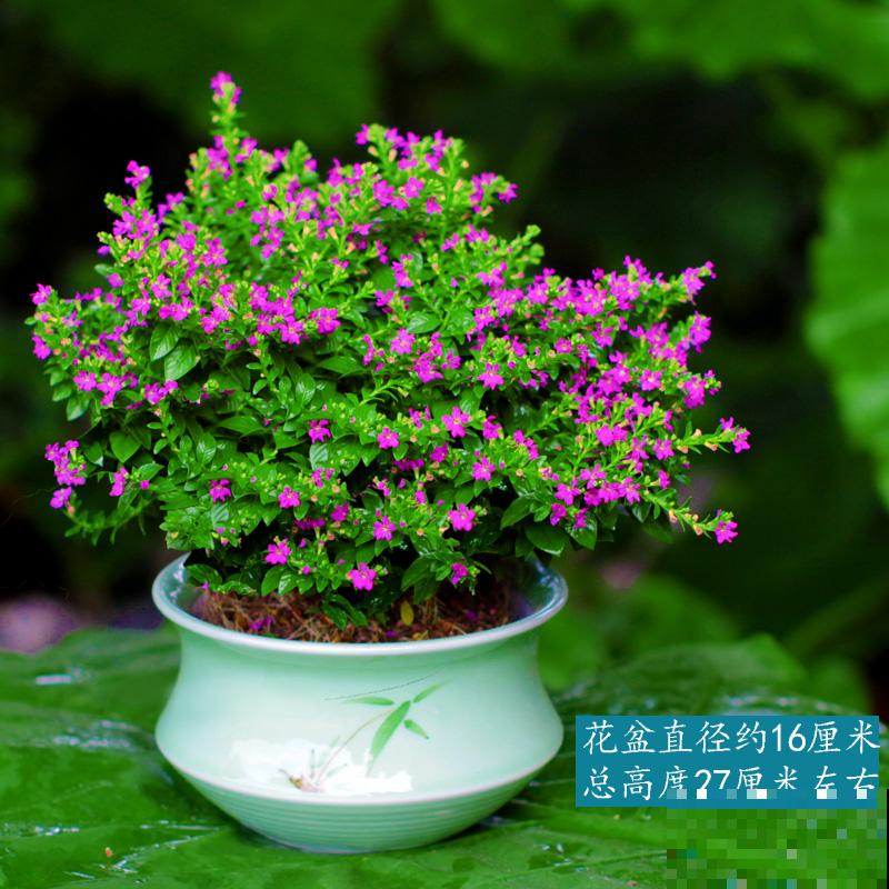 倒挂金钟总掉花苞,原来是一个问题没注意,套个塑料袋就解决 倒挂金钟总掉花苞,原来是一个问题没注意,套个塑料袋就解决