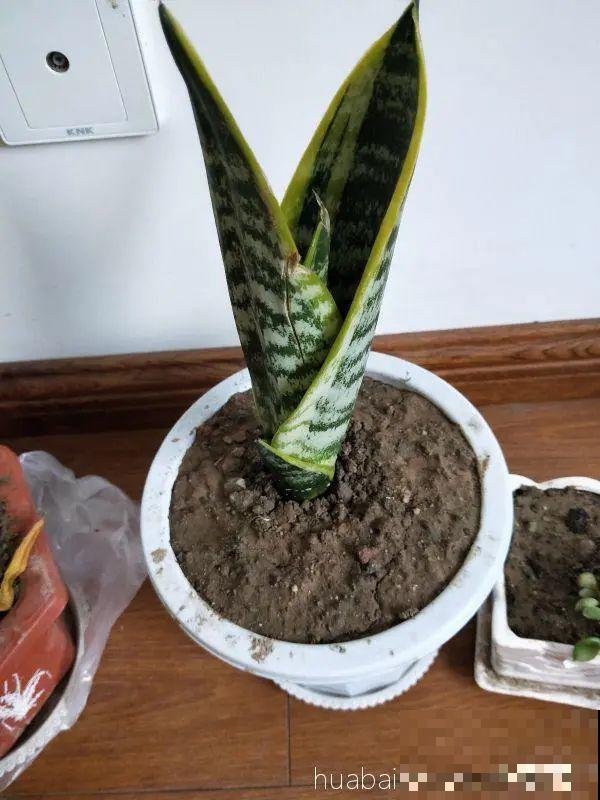 虎皮兰扒层土，嗖嗖冒芽，长得特旺