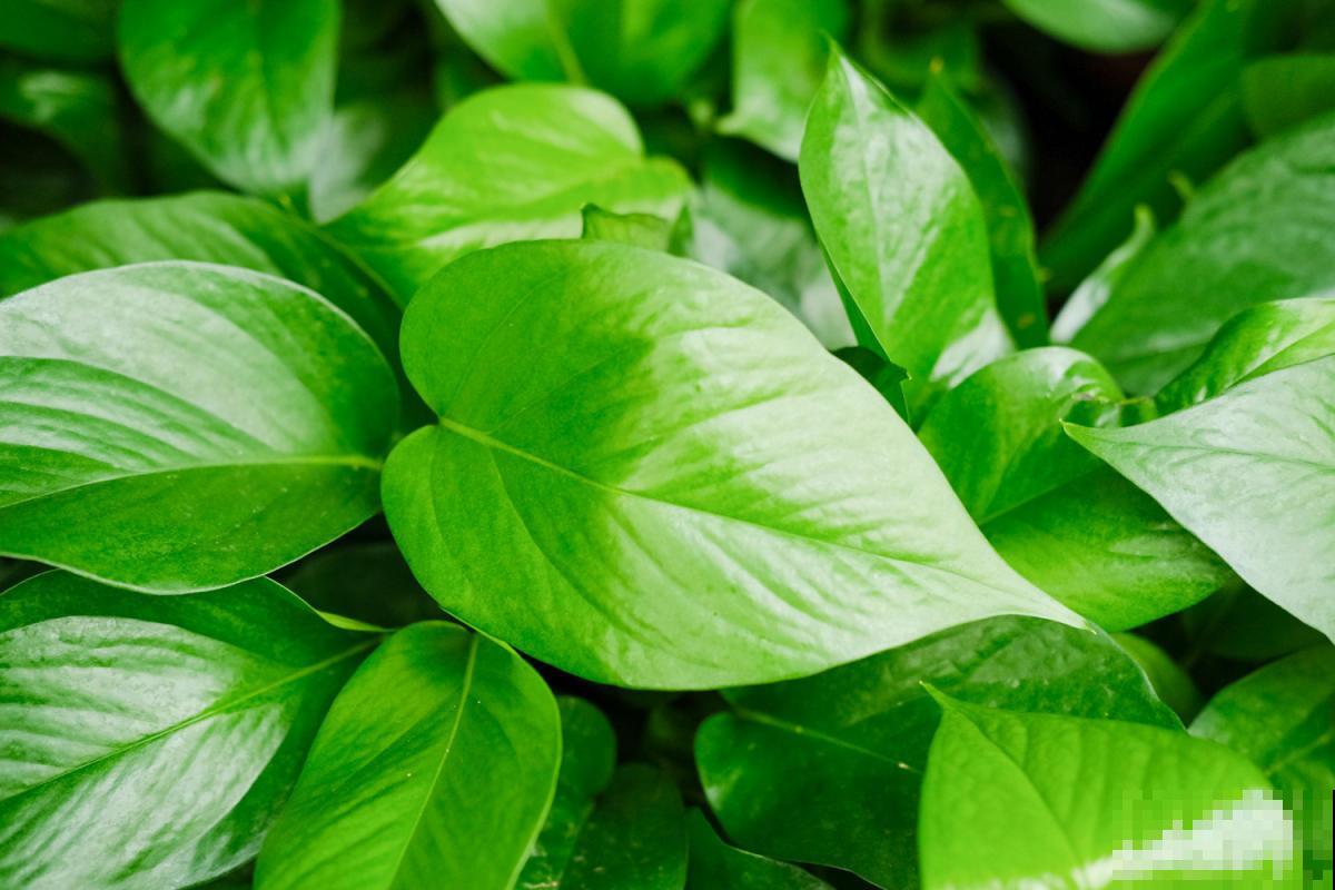 家里的植物叶子发黄?用了这几招,叶子亮的绿油油! 家里的植物叶子发黄?用了这几招,叶子亮的绿油油!