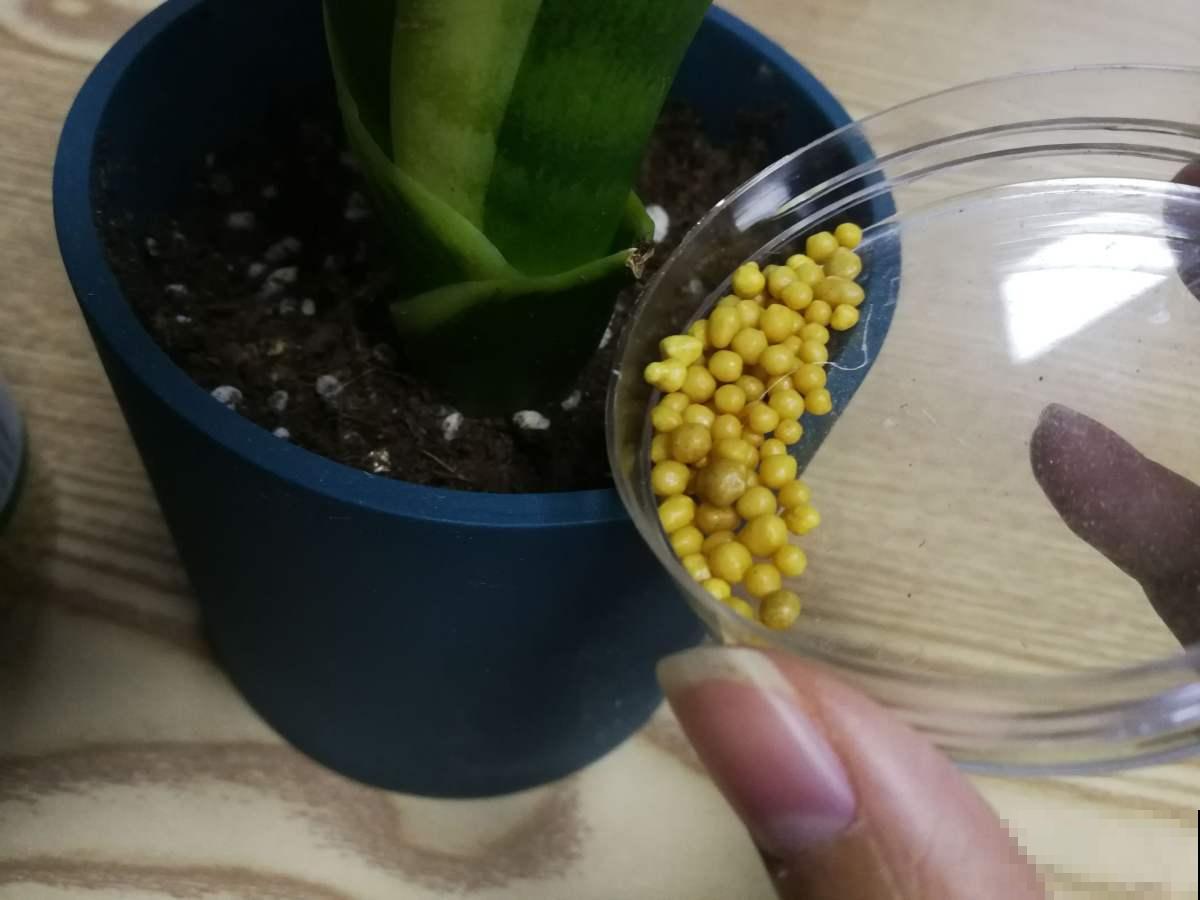 还不会给花施肥？养花施肥技巧，千万别再“乱施肥”！