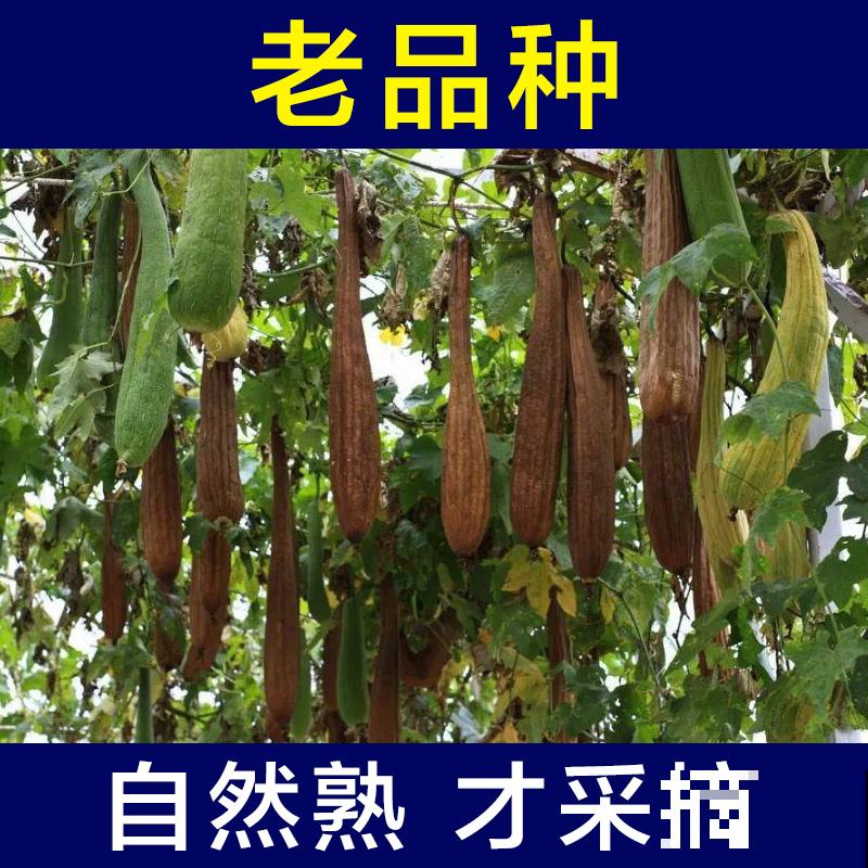 农村丝瓜越老越“值钱”，别只用来洗碗，还有好多用途