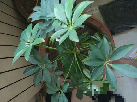 鸭掌木这么养,方法简单不黄叶,越长越旺盛! 鸭掌木这么养,方法简单不黄叶,越长越旺盛!