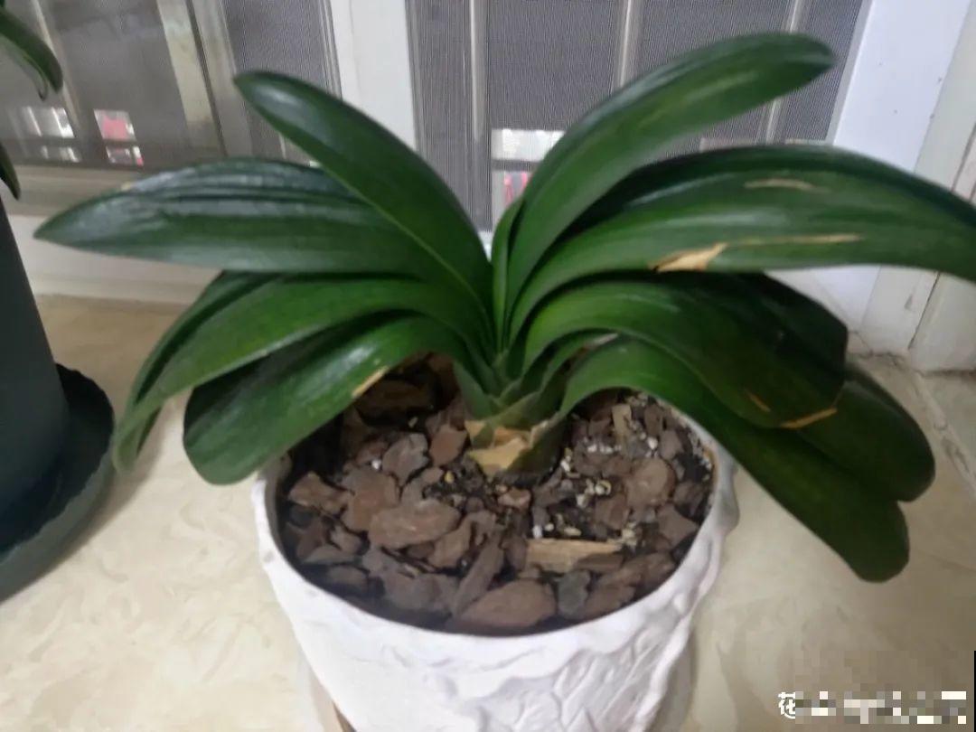 低于5度，6种花一整个冬天不浇水，也能照样活！