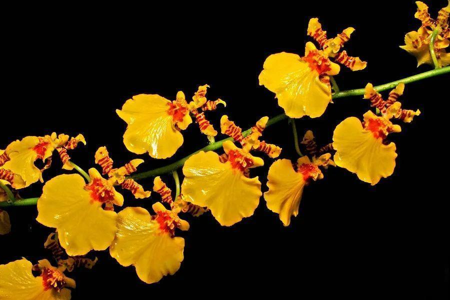 腊月买花，集齐“福禄寿”，才算好兆头