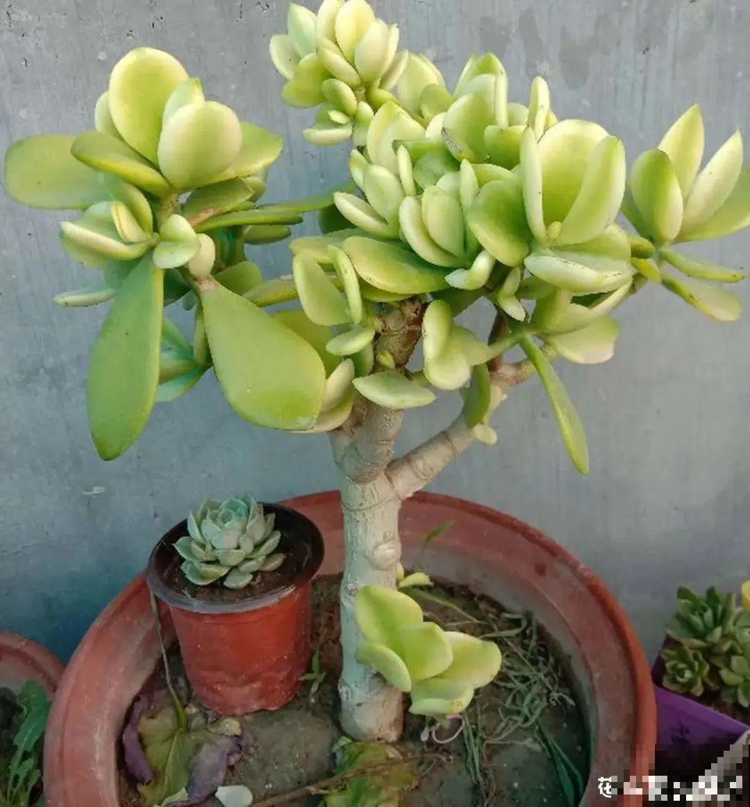 3月是给花剃头的好时机,现在狠心剪,下月就开花 3月是给花剃头的好时机,现在狠心剪,下月就开花