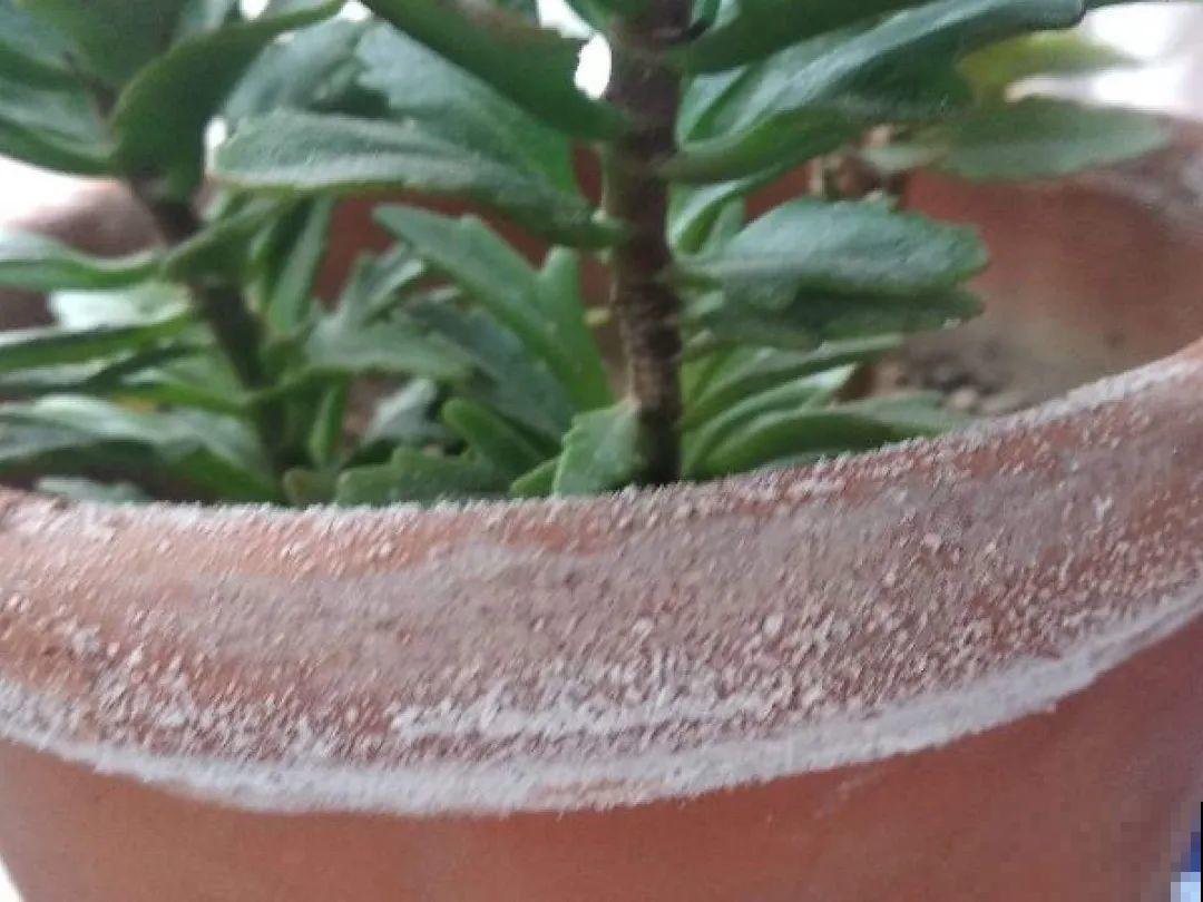 花出现7种情况，必须换盆，否则花活不过春天