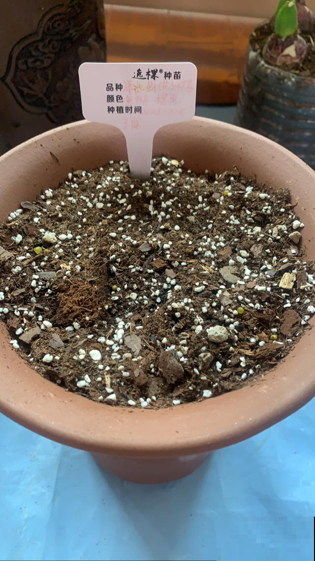 养水仙水培土培都可以，但是不能水土混养，容易烂球