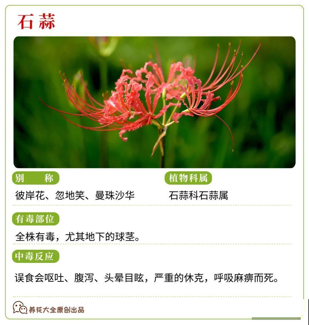 30种常见有毒花，很多人都在养，一定要小心养！