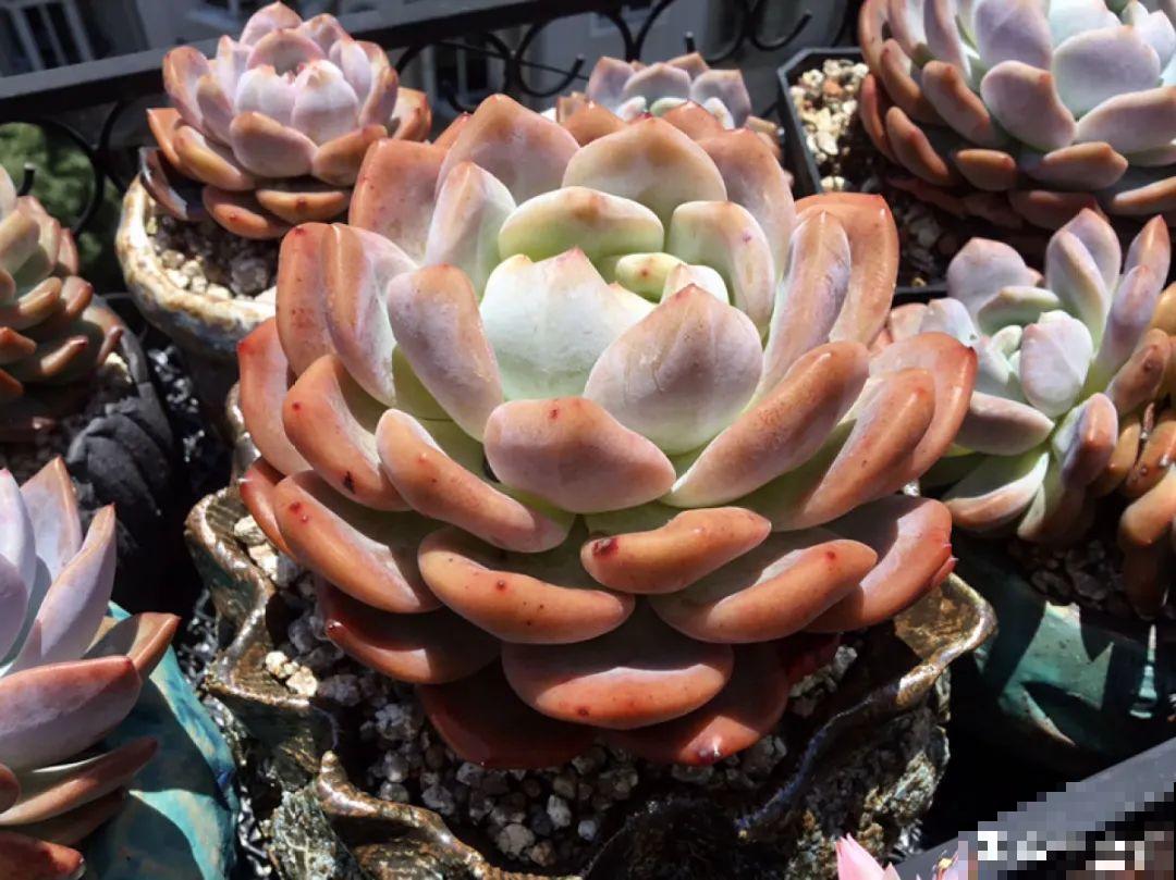 多肉要是养好了，精致得像艺术品，光看就很满足了