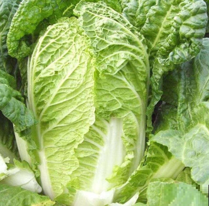 蔬菜不能乱吃，这4种菜很危险，看到就赶紧扔，别舍不得！