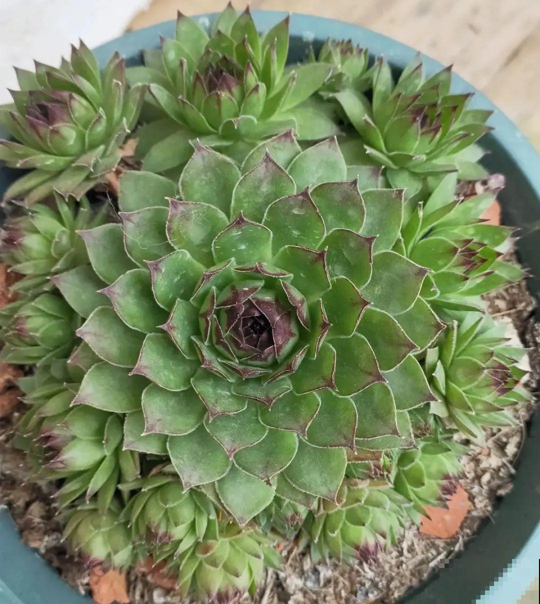 5种花就是一次性，开完花就扔，别浪费时间！