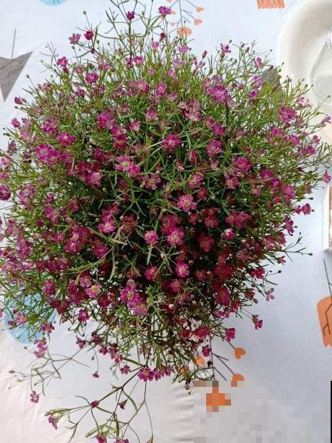 倒挂金钟总掉花苞,原来是一个问题没注意,套个塑料袋就解决 倒挂金钟总掉花苞,原来是一个问题没注意,套个塑料袋就解决