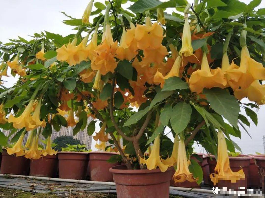 医院铁树结果，却被摘走30颗，园丁师傅吓坏了！