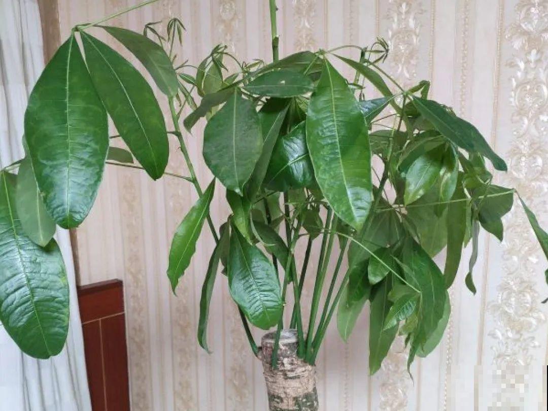 低于5度，6种花一整个冬天不浇水，也能照样活！