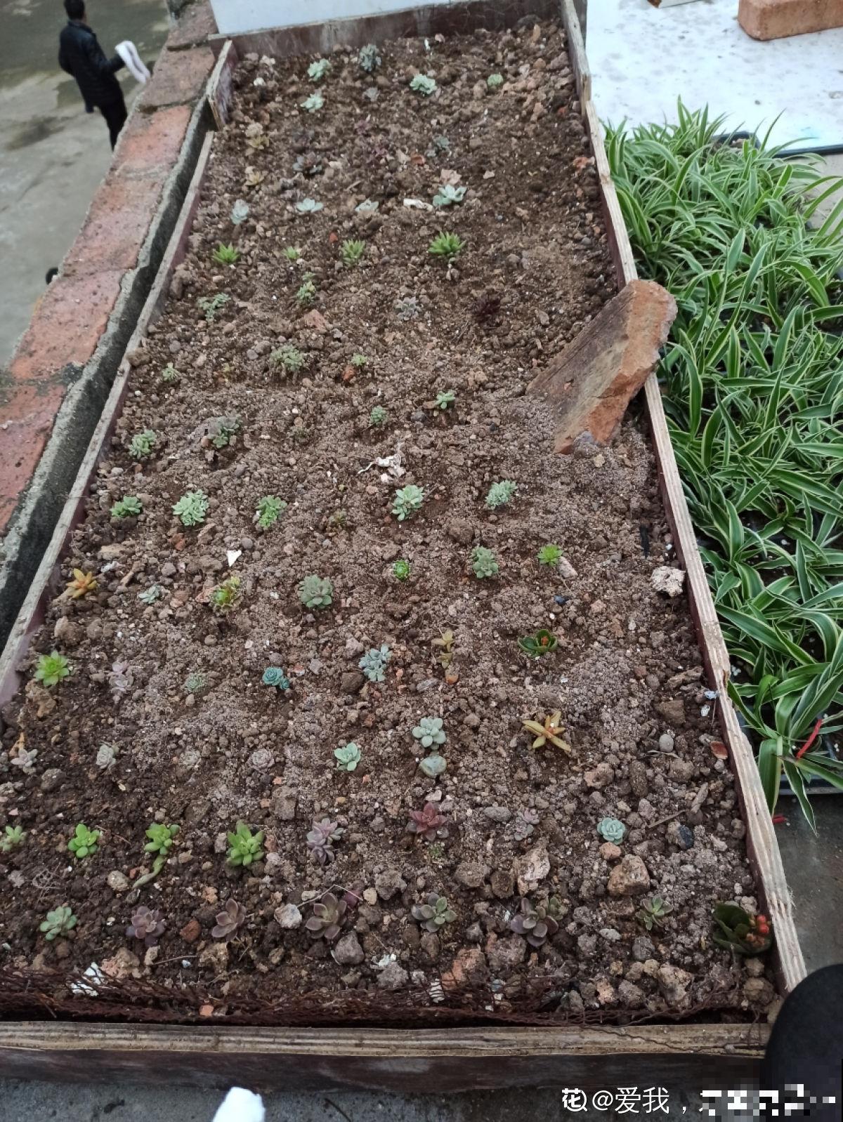 她养了上千棵多肉，排列得整整齐齐，妥妥的强迫症福音！