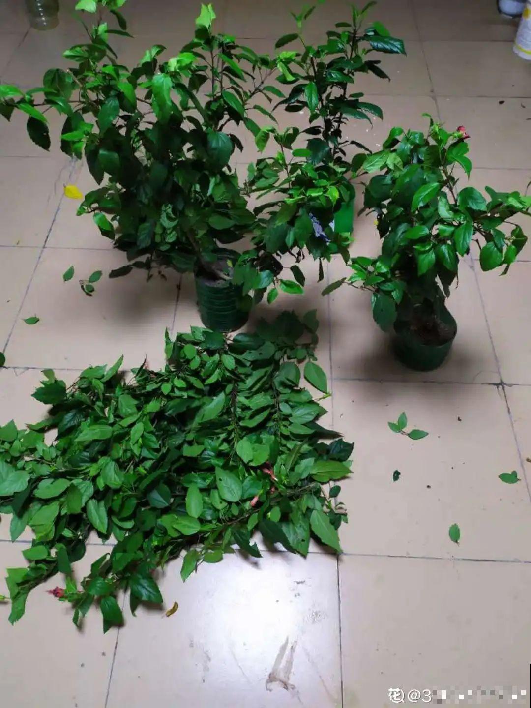 2月养花下狠手，剃光头、撸光叶，越狠越开花！