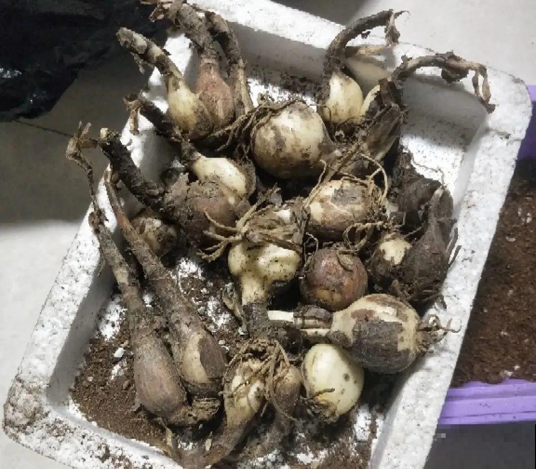 花长得像蔬菜，那也不能吃，有毒的！