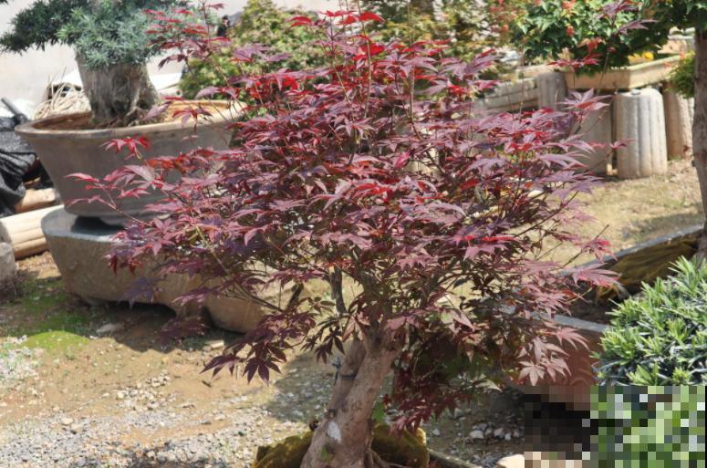 家庭自制红枫盆景,成本低、效果好,给再多钱也不卖! 家庭自制红枫盆景,成本低、效果好,给再多钱也不卖!