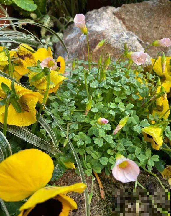 院子里挖了条小溪，做成水景美如画，看一整天也不烦