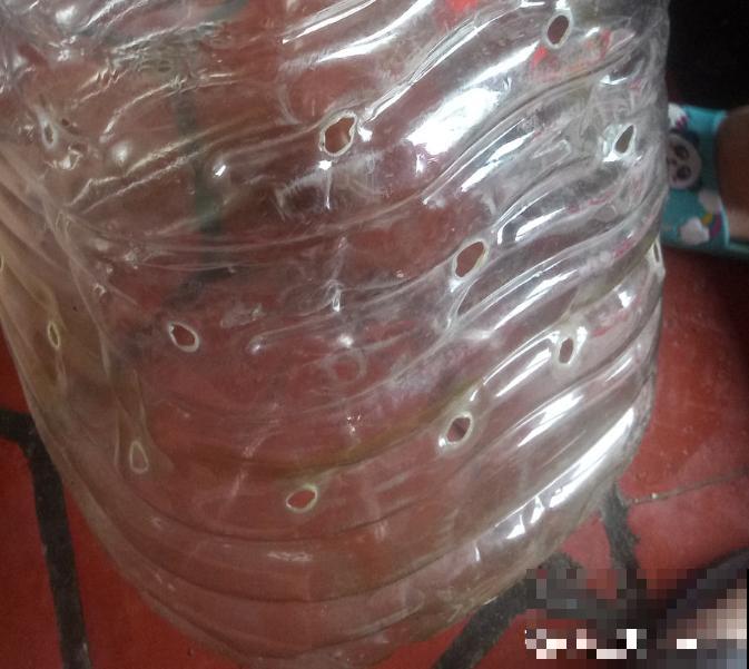 油桶用来种菜，省地儿还省钱，扔掉就是扔钱！