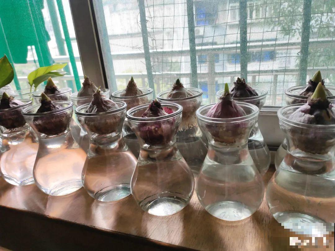 16种高颜值花，冬天耐寒不娇气，新手也能养爆盆