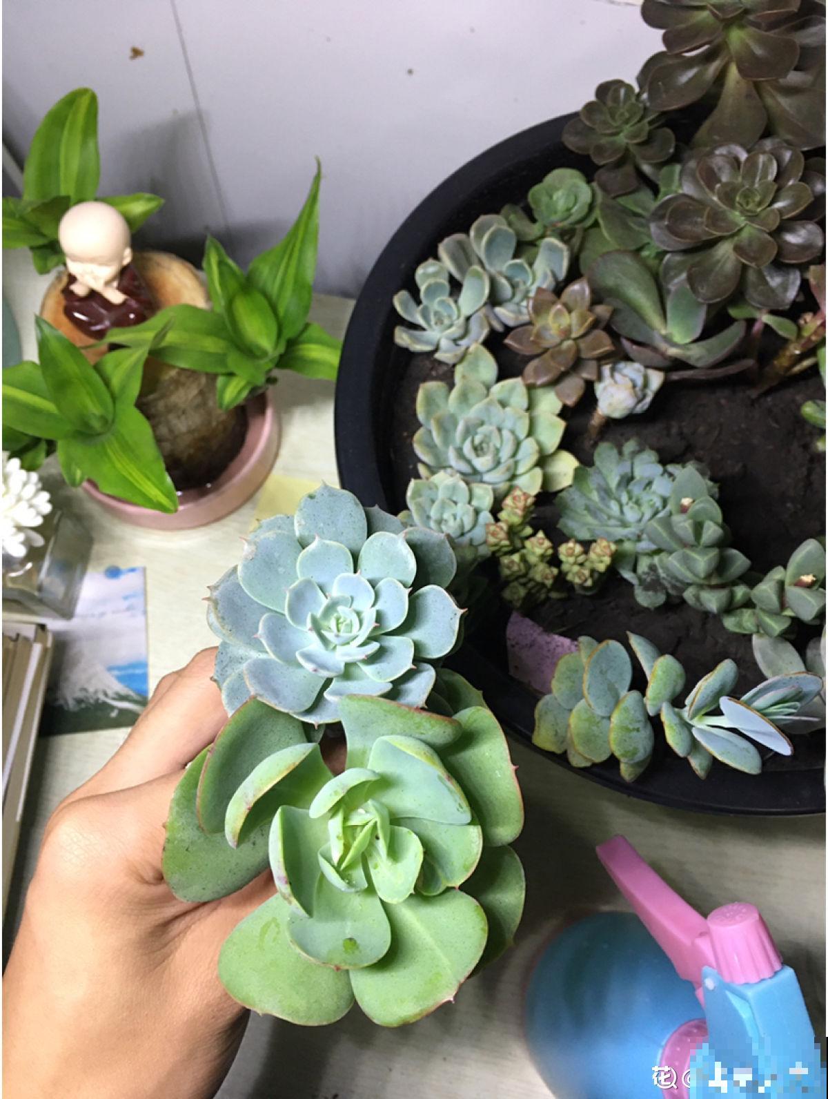 养多肉也有难处，亲身实践告诉你，掌握要点才能养好多肉