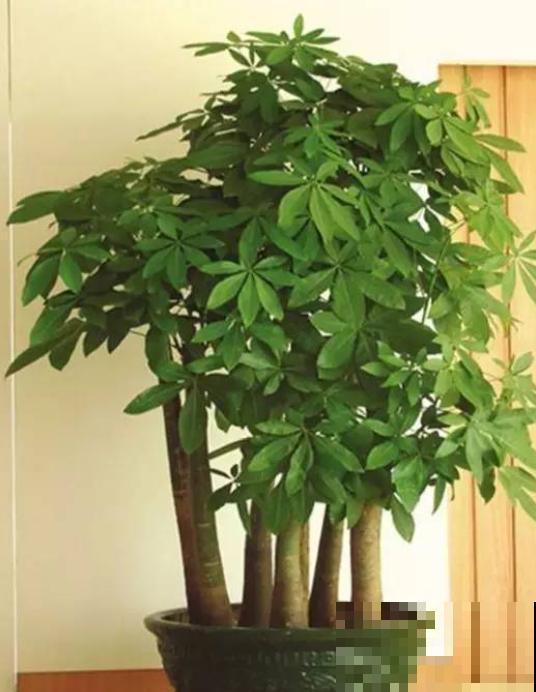养护发财树,一定要做好这4点,才能枝繁叶茂! 养护发财树,一定要做好这4点,才能枝繁叶茂!