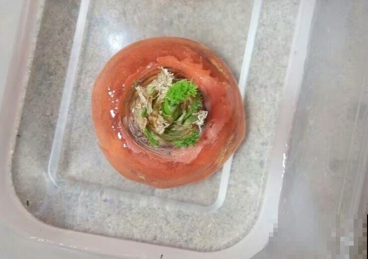 吃完的菜根切下来，埋土里就冒芽，以后不用买菜了！