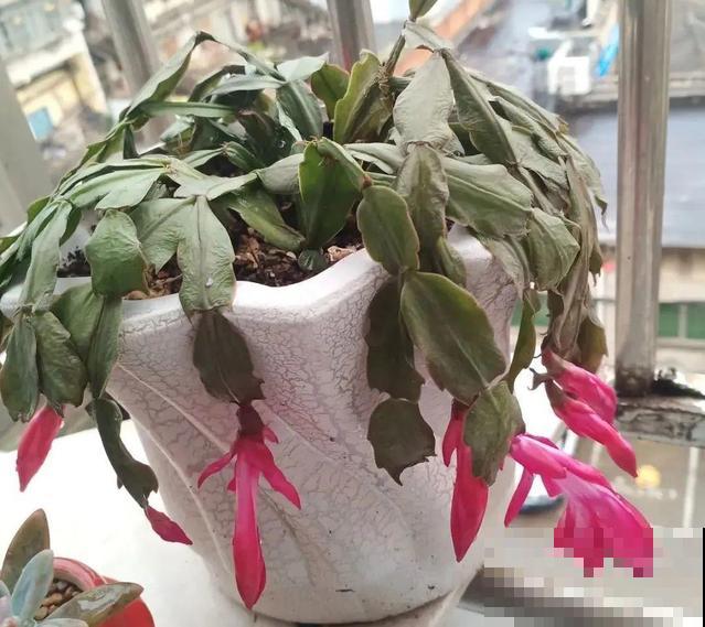 家里养这10种花,冻伤了要赶紧救,晚了就救不回来了 家里养这10种花,冻伤了要赶紧救,晚了就救不回来了