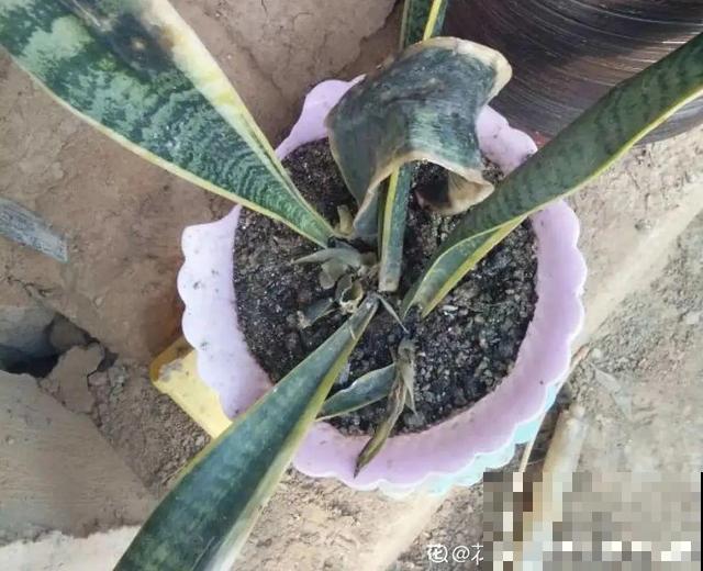 家里养这10种花，冻伤了要赶紧救，晚了就救不回来了